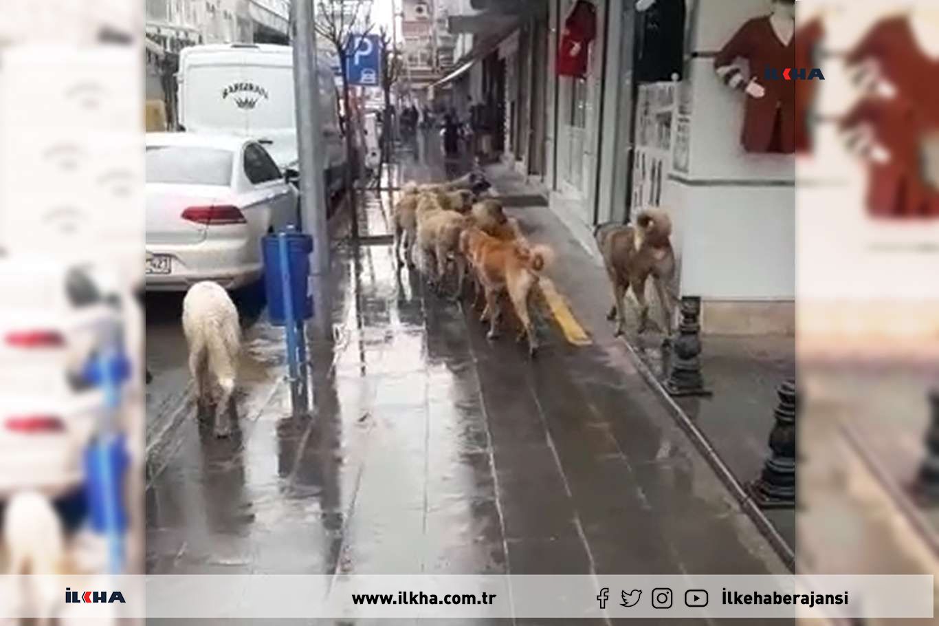 Köpekler Artık Sürü Halinde Dolaşıyor