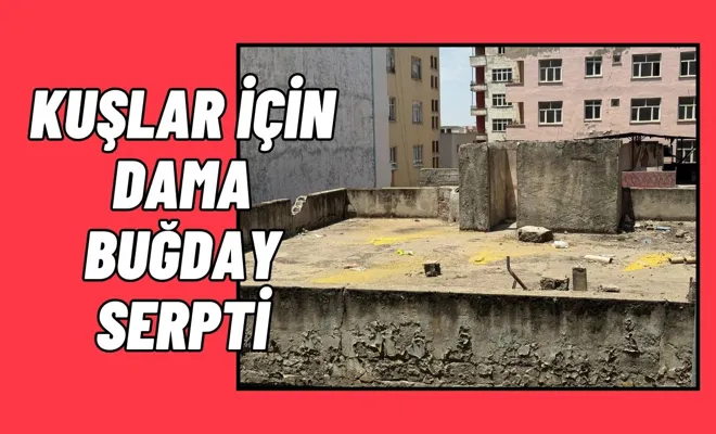 Kuşlar İçin Dama Buğday Serpti