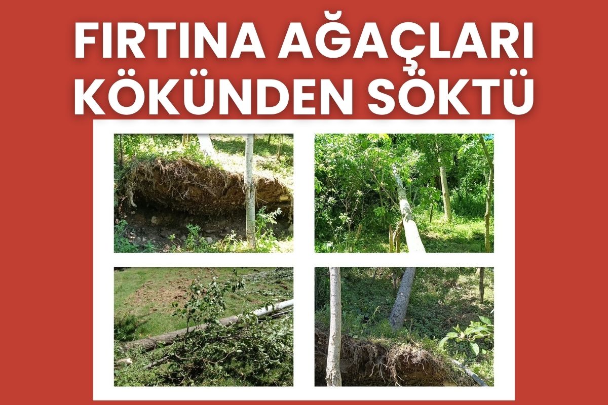 Fırtına Ağaçları Kökünden Söktü