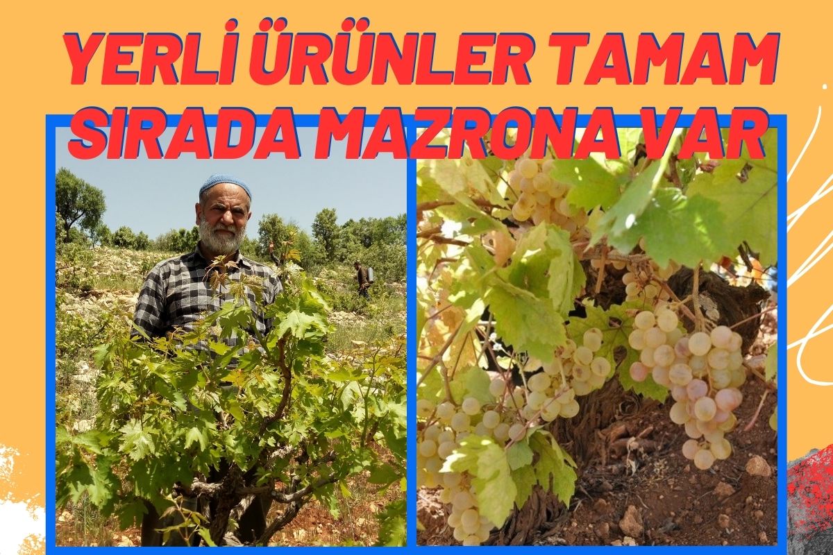 Yerli Ürünler Tamam, Sırada Mazrona Var