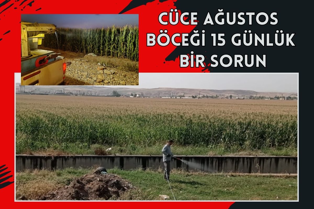 Cüce Ağustos Böceği 15 Günlük Bir Sorun