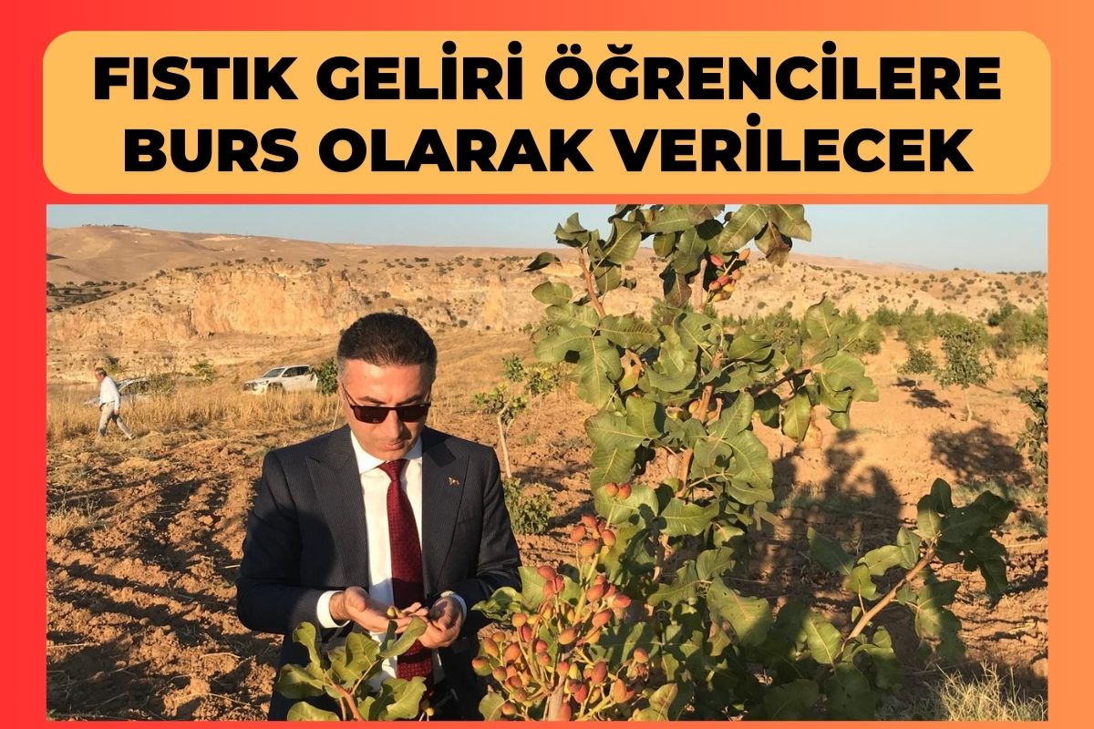 Fıstık Geliri Öğrencilere Burs Olarak Verilecek