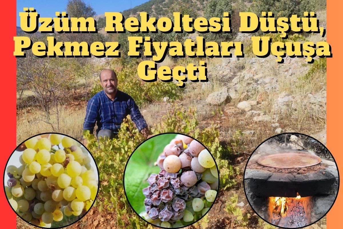 Üzüm Rekoltesi Düştü, Pekmez Fiyatları Uçuşa Geçti