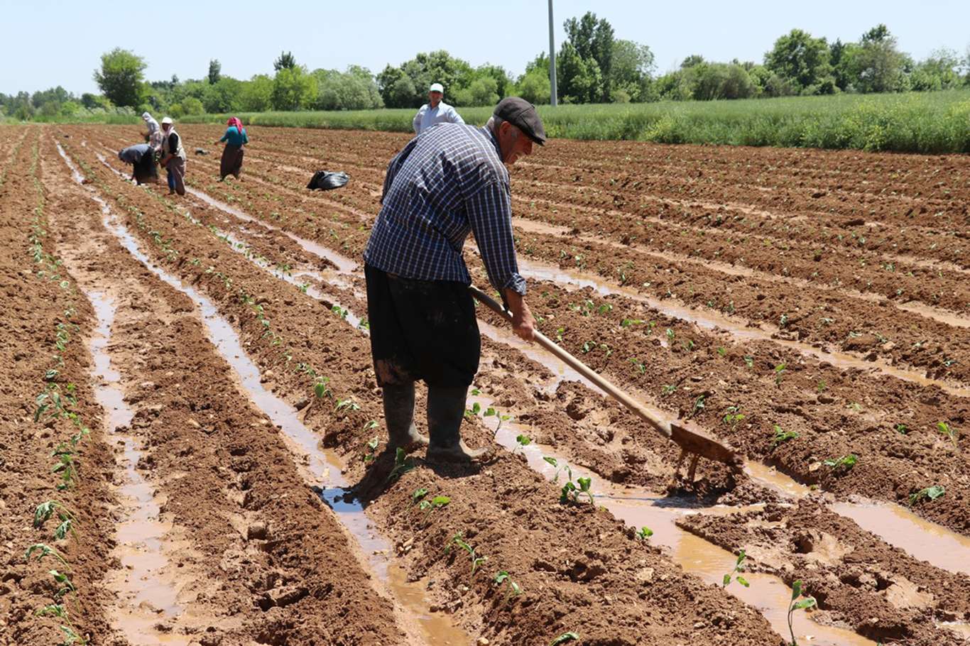 Tarımsal destekleme ödemeleri üreticilerin hesaplarına aktarılıyor