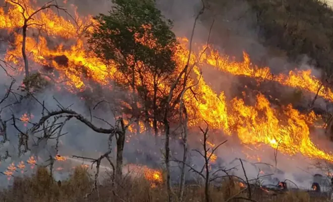 Hatay'da orman yangını