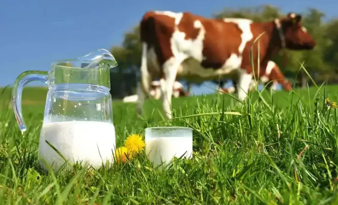 Ticari süt işletmelerince 903 bin ton inek sütü toplandı