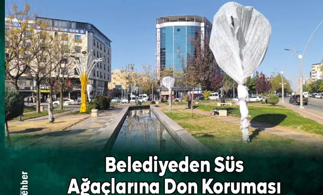 Belediyeden süs ağaçlarına don koruması