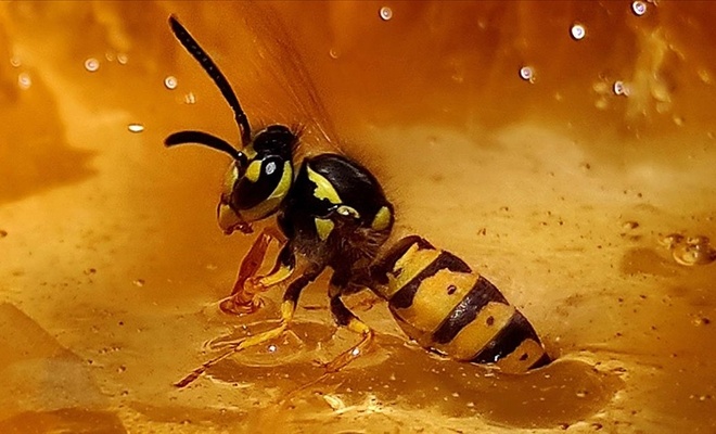 Yaban arıları, bulmaca çözmeyi bakın nasıl öğreniyorlar!